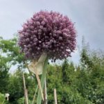 「無価値観」の種は？