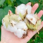 本題に進めなかった前半記事（え）あまりに可愛い綿の生育記録と共に