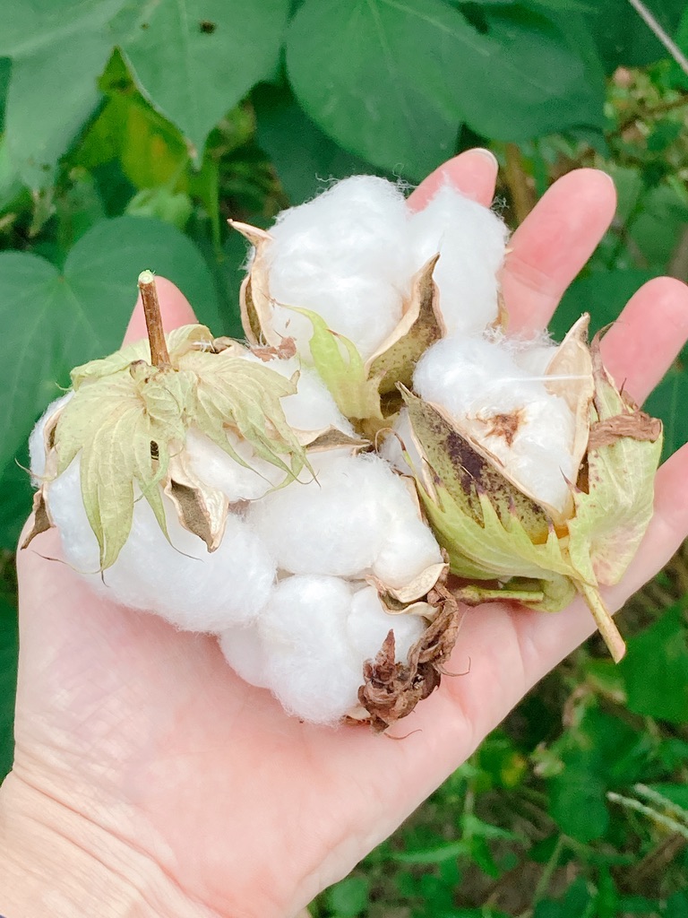 本題に進めなかった前半記事（え）あまりに可愛い綿の生育記録と共に